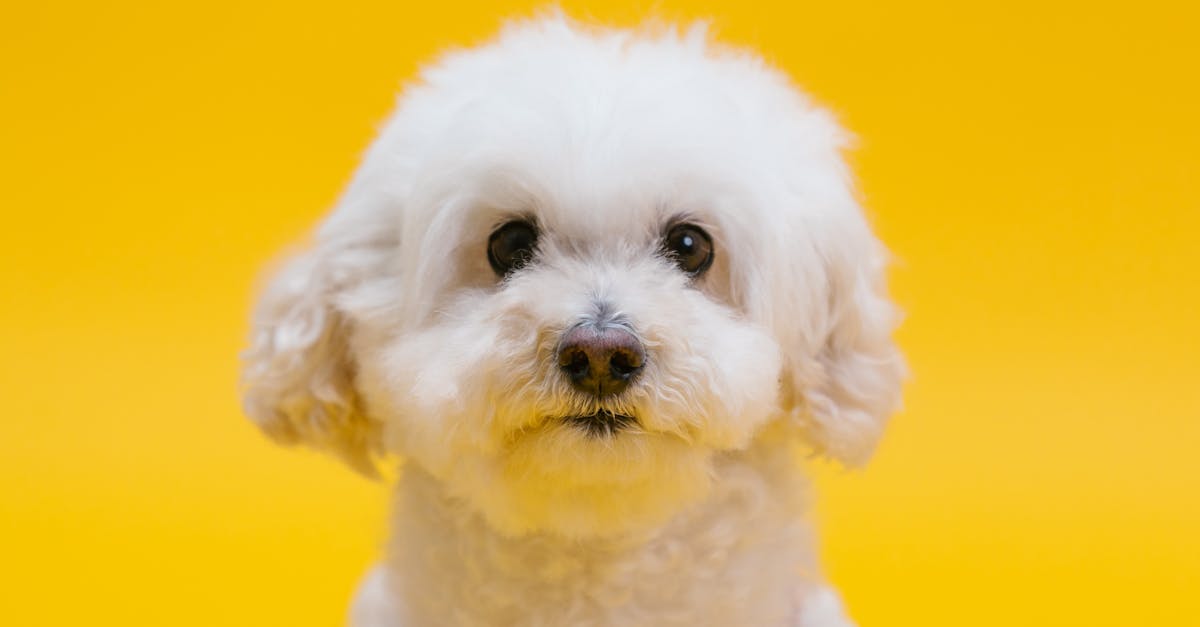 découvrez le monde fascinant des chiots avec notre guide complet sur les races, les soins, l'éducation et le bien-être de votre compagnon à quatre pattes. apprenez à accueillir un chiot chez vous et à bâtir une relation saine et joyeuse.