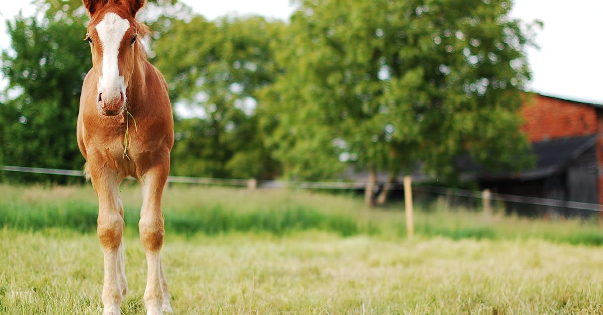 découvrez les races de chevaux rares, leurs caractéristiques uniques et l'histoire fascinante qui les entoure. plongez dans l'univers équestre et explorez ces animaux exceptionnels peu connus.