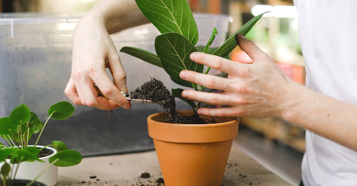 découvrez les meilleures techniques de repotting pour vos plantes d'intérieur et d'extérieur. apprenez quand et comment rempoter efficacement vos végétaux pour favoriser leur croissance et leur santé.