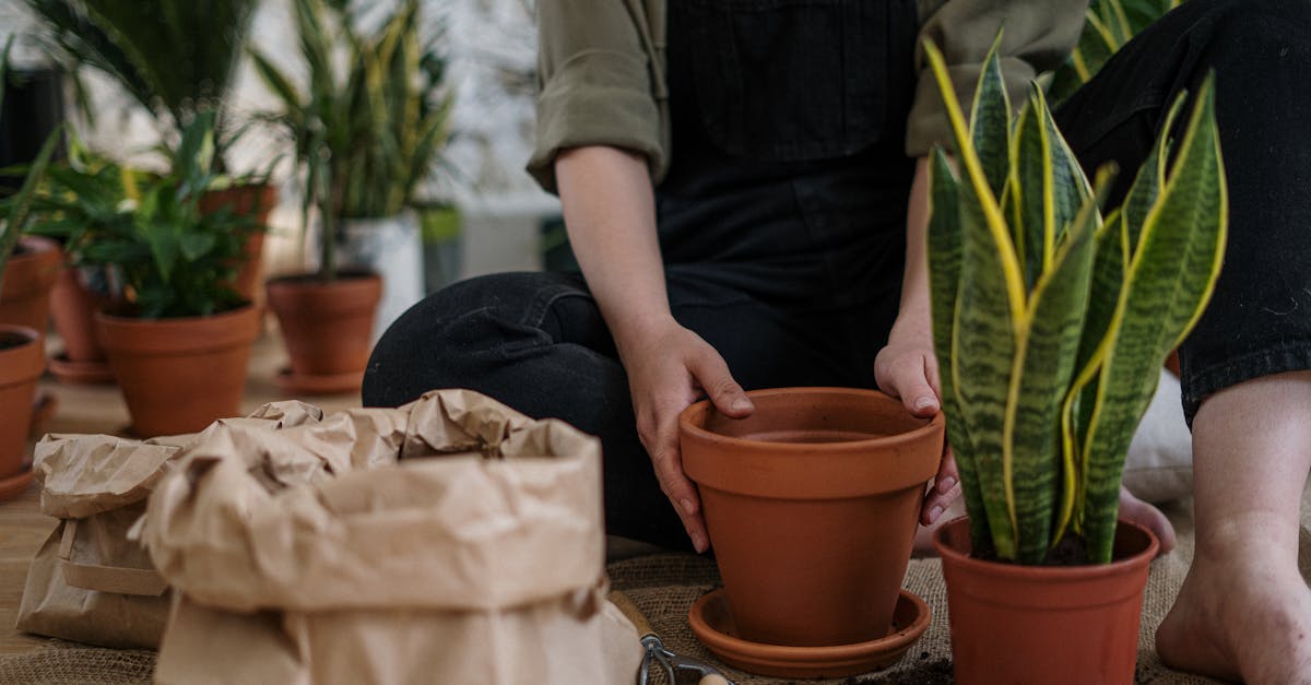 découvrez les techniques de rempotage pour offrir à vos plantes un nouvel espace de croissance. apprenez à choisir le bon pot, le substrat adapté et les conseils pour un rempotage réussi, afin d'assurer la santé et la vitalité de vos végétaux.