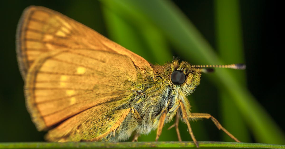découvrez l'univers fascinant de la reproduction, un processus essentiel à la perpétuation des espèces. apprenez les différentes méthodes de reproduction chez les plantes et les animaux, ainsi que leur importance écologique et biologique.