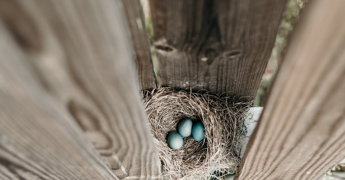 découvrez le processus fascinant de la reproduction, ses mécanismes biologiques, et son importance dans le maintien des espèces. explorez les différentes méthodes de reproduction chez les animaux et les plantes, et apprenez comment ces phénomènes influencent la biodiversité et l'écosystème.