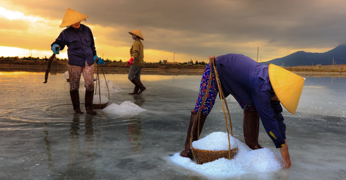 découvrez le sel, un minéral essentiel à notre alimentation et à notre santé. explorez ses différents types, ses bienfaits, et comment l'utiliser en cuisine pour rehausser vos plats et enrichir vos recettes.