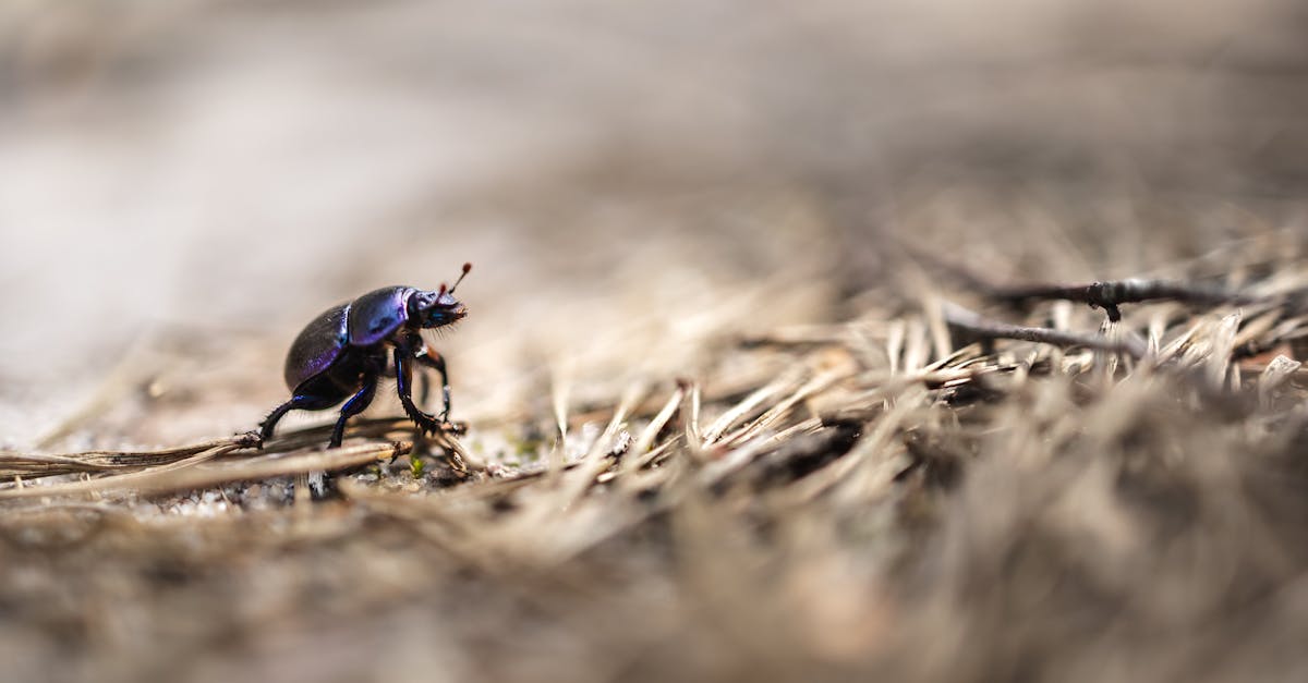 découvrez l'univers fascinant des scarabées, ces insectes aux formes variées et aux comportements étonnants. apprenez tout sur leur biologie, leur habitat et leur rôle dans l'écosystème, ainsi que sur les différentes espèces de scarabées à travers le monde.