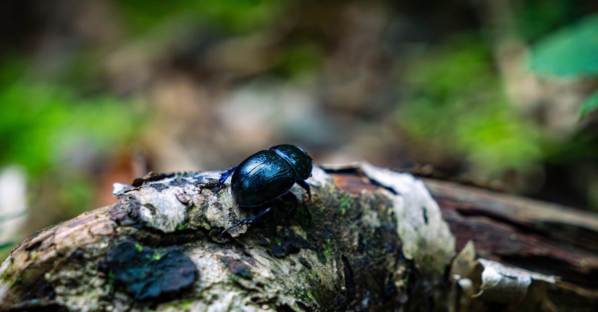 découvrez l'univers fascinant des scarabées, ces insectes emblématiques de la biodiversité. apprenez-en plus sur leur habitat, leurs caractéristiques uniques et leur rôle écologique essentiel dans nos écosystèmes.