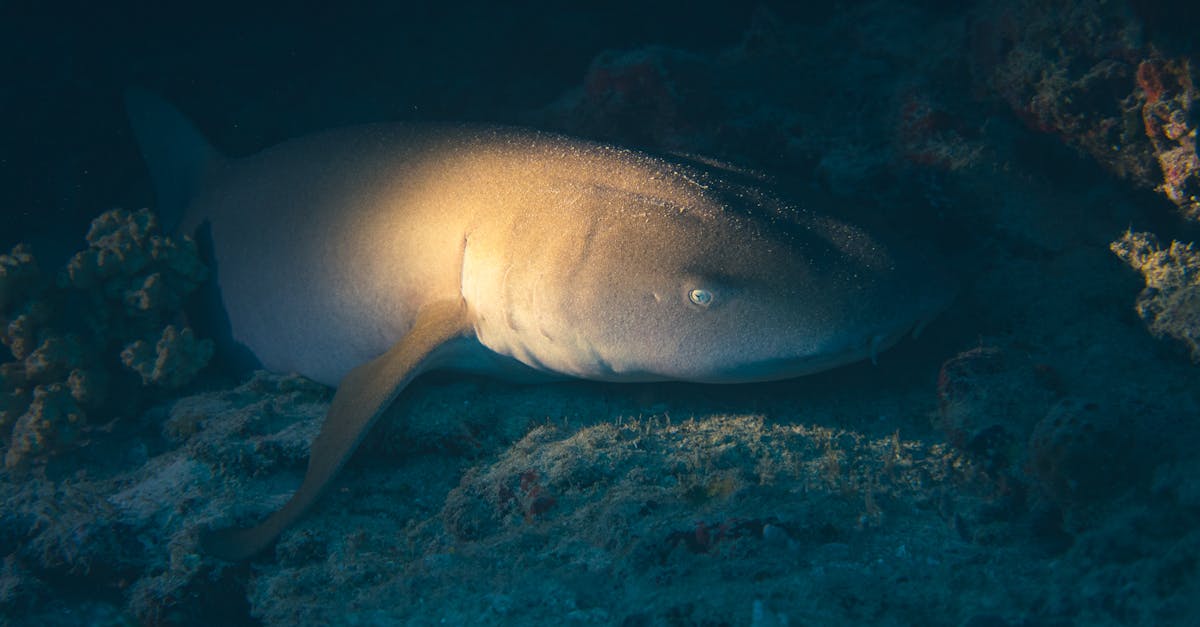 découvrez le monde fascinant des petits requins, ou 'shark pups', et apprenez tout sur leur développement, leur habitat et leur comportement. plongez dans l'univers marin et explorez les enjeux de la conservation des requins.