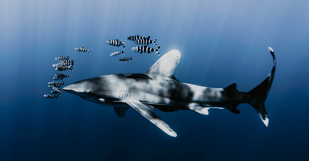découvrez le fascinant monde des bébés requins dans notre article 'shark pup'. apprenez tout sur les différentes espèces, leur habitat, leur comportement et la manière dont ils se développent. plongez dans l'univers marin et émerveillez-vous devant ces créatures préhistoriques dès leurs premiers instants.