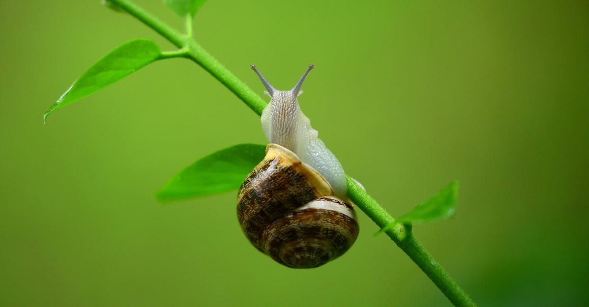 découvrez le monde fascinant des escargots : leur habitat, leurs caractéristiques uniques et des conseils pour les élever. apprenez tout sur ces mollusques intrigants et leur importance dans l'écosystème.