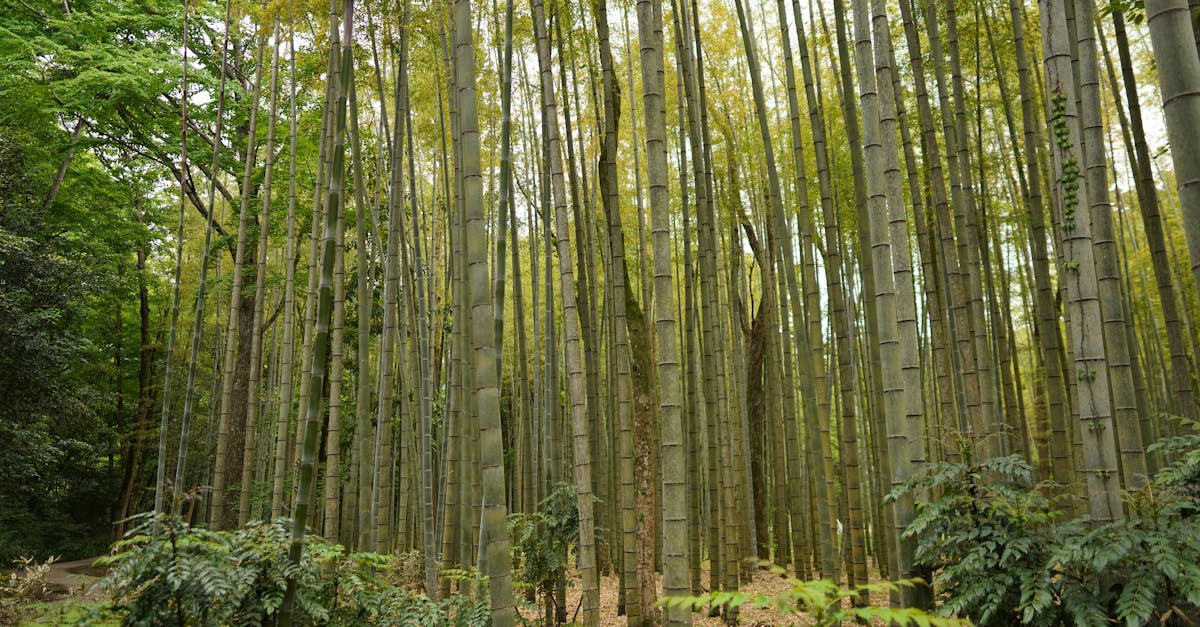 découvrez le plus grand arbre du monde, une merveille de la nature qui défie les hauteurs et fascine par sa majesté. plongez dans l'univers des arbres gigantesques et explorez leur rôle crucial dans notre écosystème.