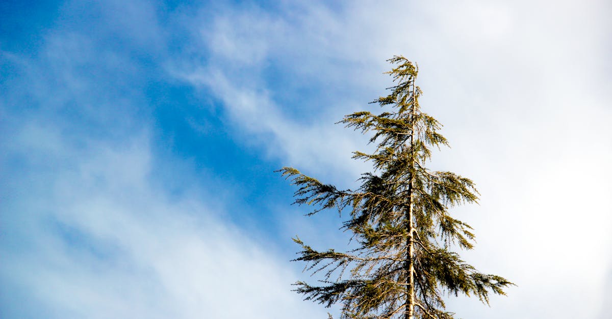 découvrez le plus grand arbre du monde, un majestueux géant qui défie les cieux. apprenez-en plus sur ses caractéristiques uniques, son habitat et son importance écologique.