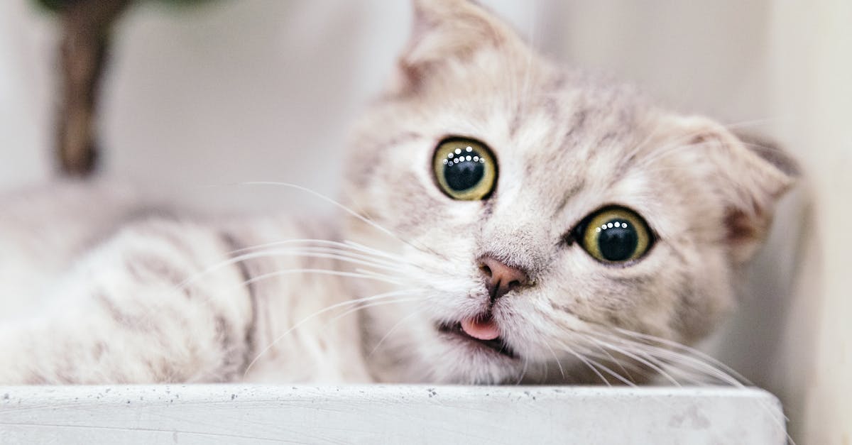 découvrez les races de chats les plus entraînables ! apprenez comment certaines races se distinguent par leur intelligence et leur capacité à apprendre des tours ou à suivre des commandements, rendant leur éducation à la fois amusante et enrichissante.