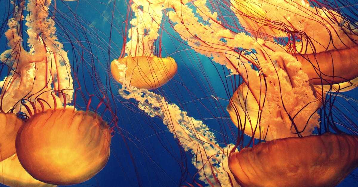 découvrez le monde fascinant du translucide : une exploration des matériaux, des designs et des effets lumineux qui transforment votre espace. apprenez à intégrer des éléments translucides dans votre décoration pour créer une ambiance unique et aérienne.