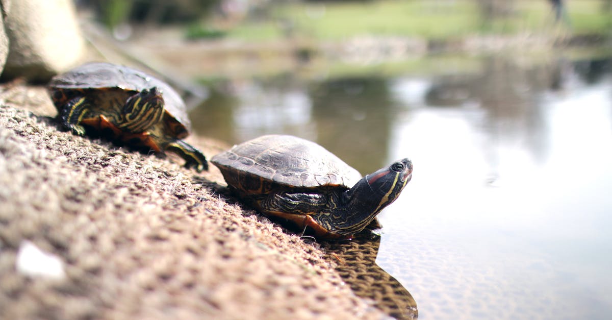découvrez l'univers fascinant des tortues, ces reptile marins et terrestres aux carapaces impressionnantes. explorez leur habitat, leurs comportements, et l'importance de leur conservation dans nos écosystèmes.