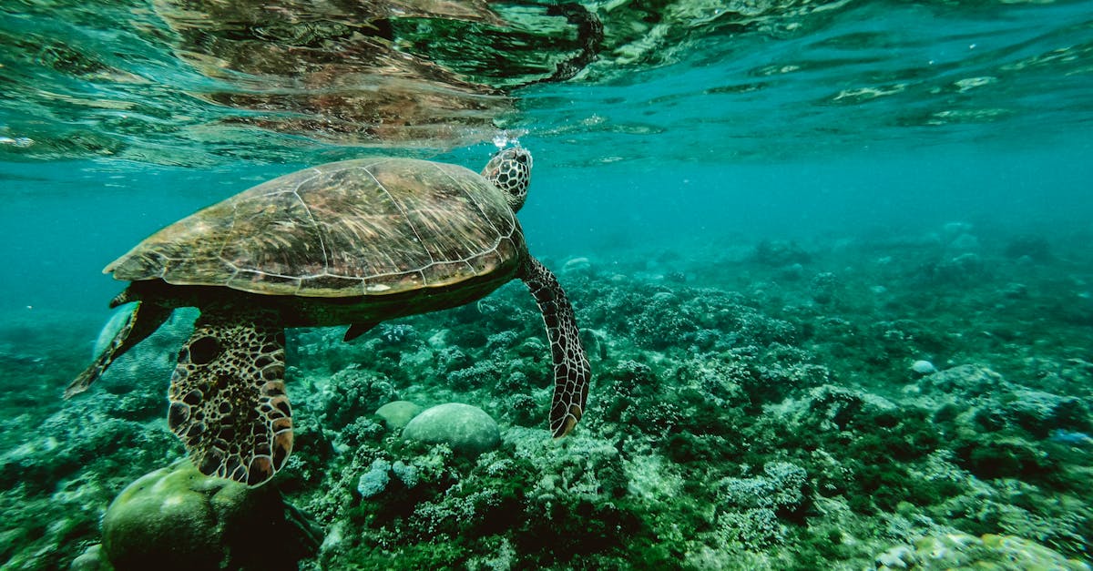 découvrez le monde fascinant des tortues : leur habitat, leur comportement et les efforts de conservation pour protéger ces créatures marines et terrestres uniques.