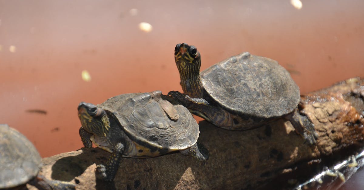 découvrez l'univers fascinant des tortues, ces reptiles marins et terrestres au mode de vie unique. apprenez-en plus sur leur habitat, leur comportement, leurs différences et leur conservation, ainsi que les circonstances qui menacent leur survie.