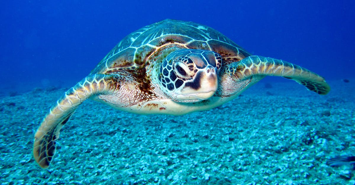 découvrez l'univers fascinant des tortues, ces créatures marines et terrestres aux carapaces uniques. apprenez-en davantage sur leur habitat, leur alimentation et les efforts de conservation pour protéger ces espèces menacées.
