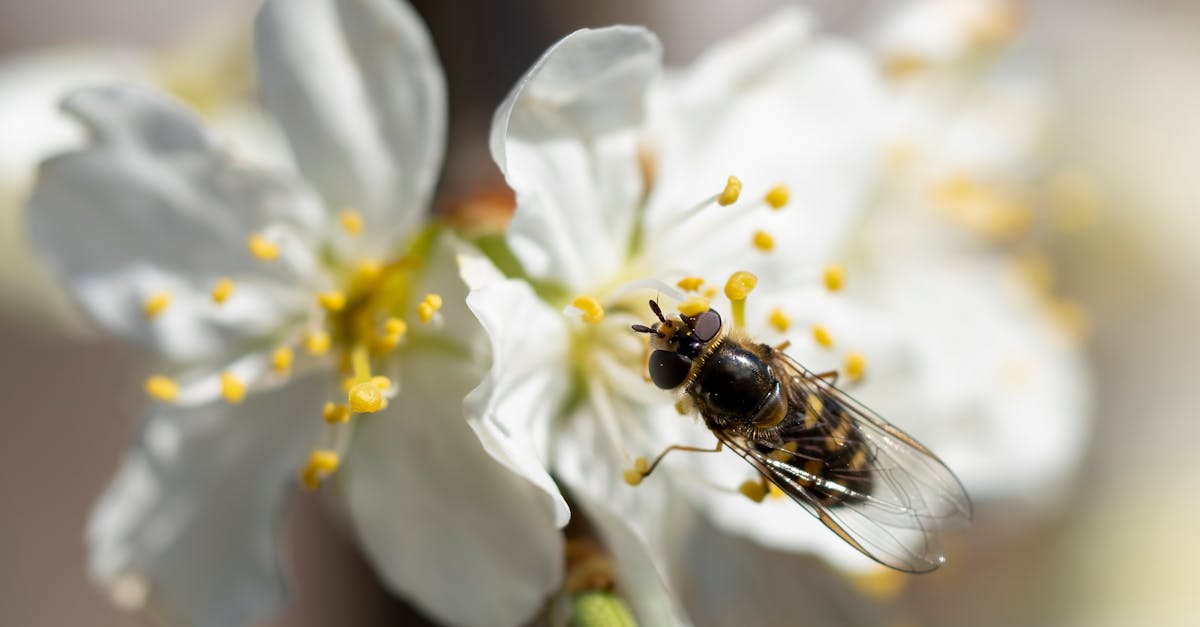 découvrez l'importance des organes vitaux pour le bon fonctionnement de notre corps. apprenez comment ils travaillent ensemble pour maintenir notre santé et notre bien-être.