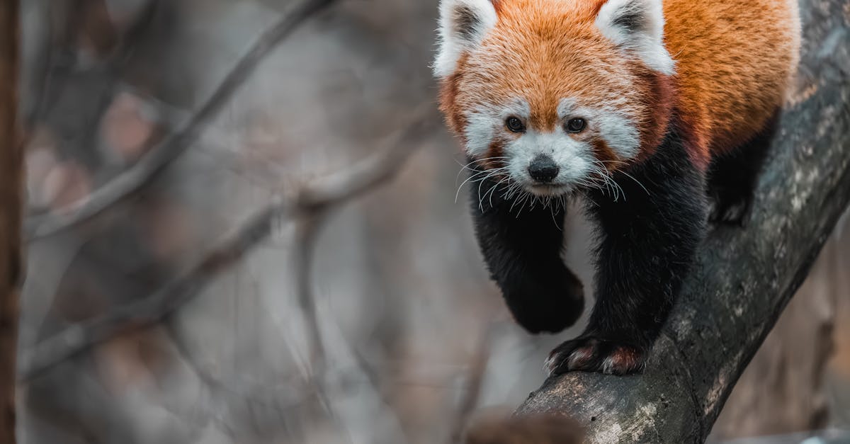 découvrez la magie des zoos, des sanctuaires de la faune où des animaux fascinants vivent dans des habitats reconstitués. explorez des espèces du monde entier, apprenez sur la conservation et amusez-vous en famille dans cet univers sauvage.