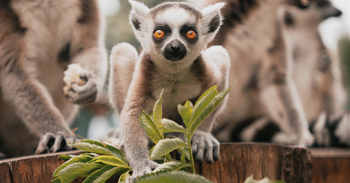 découvrez l'univers fascinant des zoos : un voyage au cœur de la biodiversité, où vous pourrez observer des animaux du monde entier, en apprendre davantage sur leur habitat et leur conservation tout en passant une journée inoubliable en famille ou entre amis.