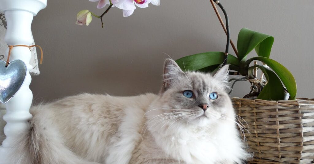 découvrez les plus petites races de chats, leurs caractéristiques uniques et leur personnalité attachante. apprenez tout sur ces adorables félins miniatures qui apportent une touche de douceur à votre foyer.