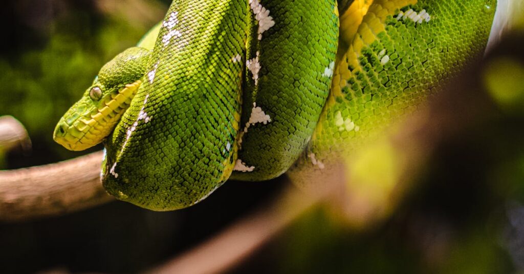 découvrez le monde fascinant des serpents de compagnie ! apprenez comment choisir et prendre soin de votre serpent, les différentes espèces disponibles, ainsi que des conseils pour leur habitat et leur alimentation. idéal pour les amateurs de reptiles et ceux qui envisagent d'adopter un serpent comme animal de compagnie.