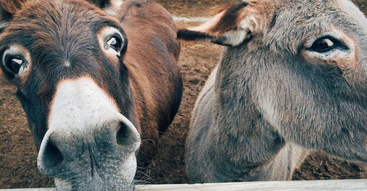 découvrez le monde fascinant des animaux, de leurs habitats variés à leurs comportements uniques. explorez les différentes espèces, apprenez leur rôle dans les écosystèmes et trouvez des conseils sur leur conservation.