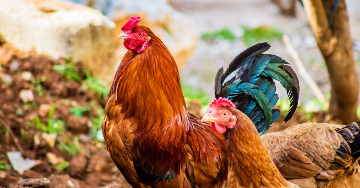 découvrez l'incroyable diversité du règne animal : des mammifères aux oiseaux, en passant par les reptiles et les insectes. plongez dans le monde fascinant des animaux, leurs habitats, leurs comportements et leur importance dans nos écosystèmes.