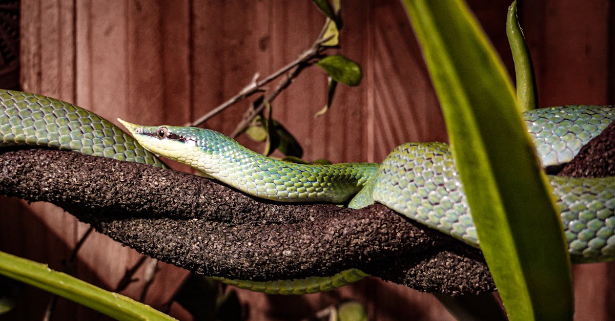 découvrez les animaux les plus dangereux du monde. explorez leur habitat, comportement et caractéristiques qui en font des prédateurs redoutables. apprenez comment coexister en toute sécurité avec ces créatures fascinantes mais périlleuses.