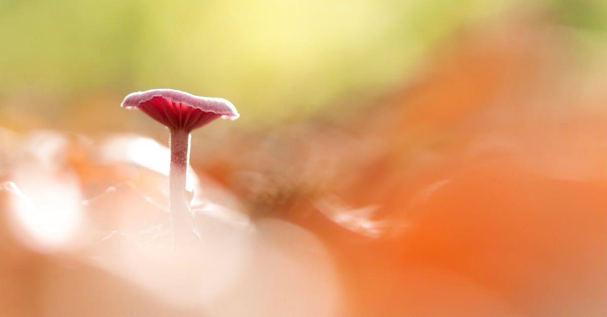 découvrez comment la tromperie influence nos interactions quotidiennes et explorez les différentes facettes de la deception dans les relations humaines et les enjeux psychologiques qui y sont liés.