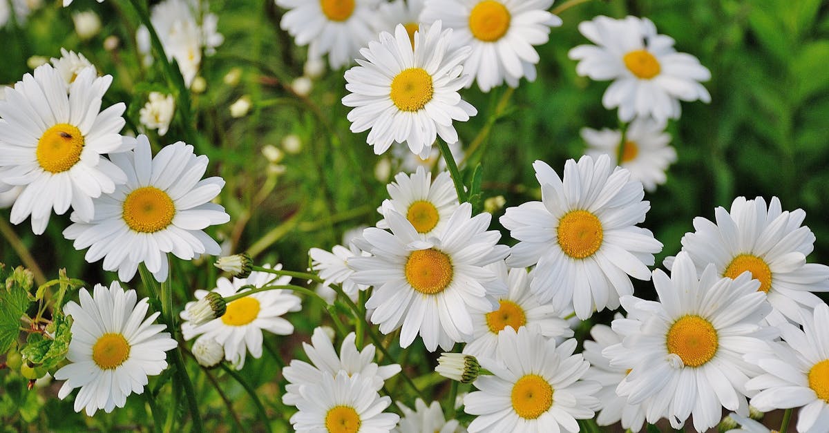 découvrez notre sélection enchanteresse de fleurs, idéales pour toutes les occasions. offrez beauté et poésie à vos proches avec nos bouquets uniques et colorés. commandez dès aujourd'hui et faites pétiller vos moments spéciaux !