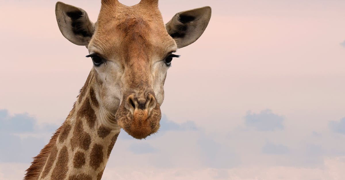 découvrez le mystérieux monde du sommeil des girafes. apprenez comment ces majestueux animaux se reposent et s'adaptent à leur environnement tout en préservant leur sécurité. une plongée fascinante dans la vie nocturne des girafes.