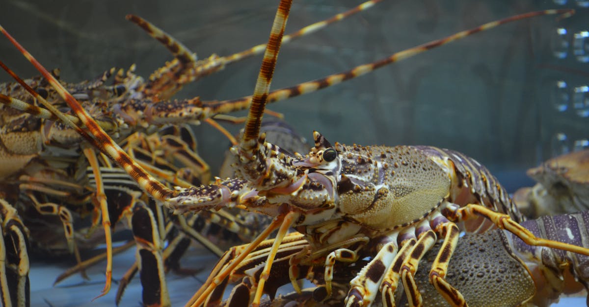 découvrez l'univers fascinant du homard, ce crustacé savoureux qui éveille les papilles. apprenez ses différentes variétés, recettes succulentes et conseils de préparation pour un repas mémorable.