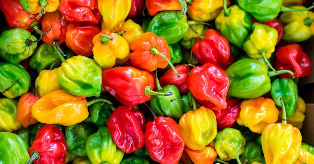 découvrez l'univers du poivre, une épice incontournable en cuisine. apprenez tout sur ses variétés, ses bienfaits pour la santé et comment l'utiliser pour rehausser le goût de vos plats. explorez des recettes savoureuses et des conseils pour sélectionner et conserver le poivre idéal.