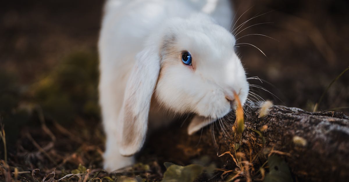 découvrez l'univers fascinant des lapins : leurs comportements, habitats, et conseils pour en prendre soin. explorez tout ce qu'il faut savoir sur ces animaux adorables et leur place dans nos cœurs.