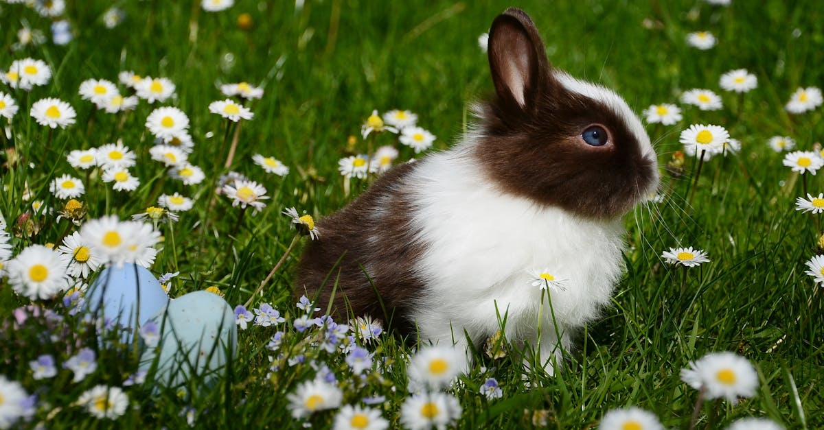 découvrez l'univers fascinant des lapins : leurs caractéristiques, comportements et conseils pour les élever. apprenez tout sur ces adorable créatures au pelage doux et à la personnalité attachante.