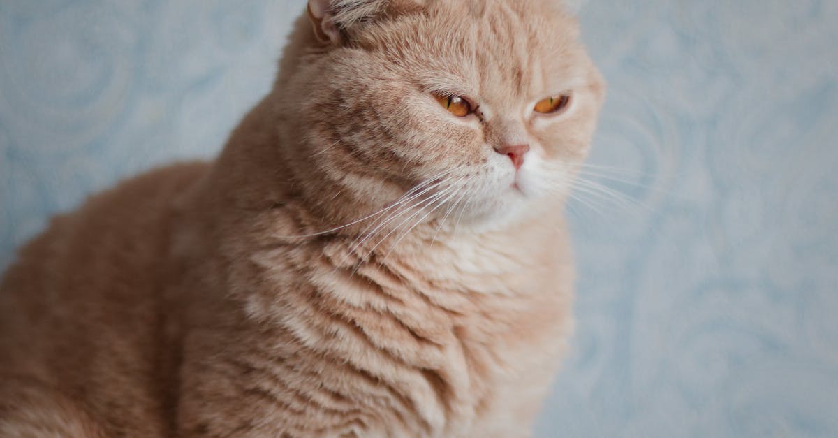 découvrez les plus petites races de chats dans notre guide complet. apprenez-en davantage sur ces adorables félins de poche, leurs personnalités uniques et leurs besoins spécifiques. idéal pour les amoureux des chats à la recherche d'un compagnon compact et affectueux.