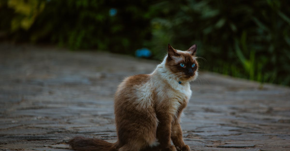 découvrez les races de chats les plus petites au monde ! apprenez à connaître ces adorables félins, leurs caractéristiques uniques et ce qui les rend si spéciaux. trouvez le compagnon idéal pour votre foyer parmi ces petites merveilles.