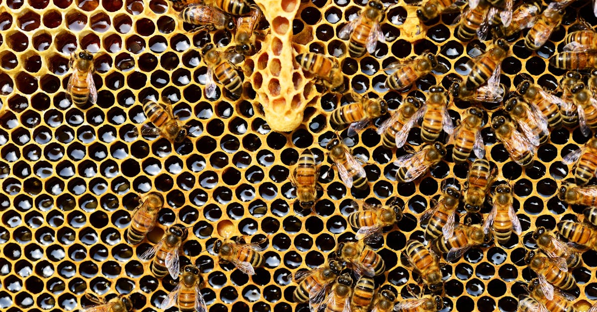 découvrez nos méthodes efficaces et sûres pour l'élimination de la cire. profitez de conseils pratiques pour un résultat impeccable et un soin doux de votre peau.