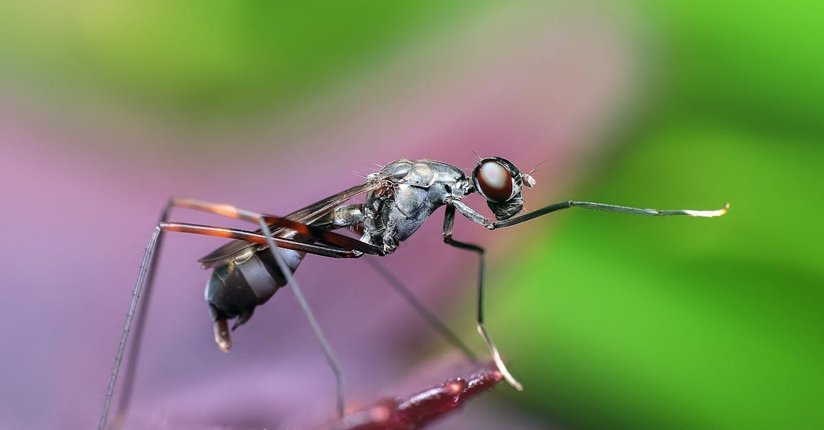 découvrez l'efficacité de notre répulsif contre les moustiques, spécialement conçu pour vous protéger des piqûres tout en profitant pleinement de vos activités en plein air. formule naturelle et longue durée, idéale pour les familles et les voyages.