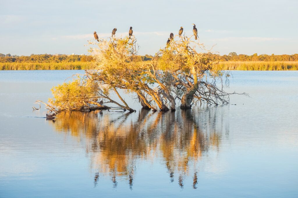 A Darter, Cormorants and Ducks