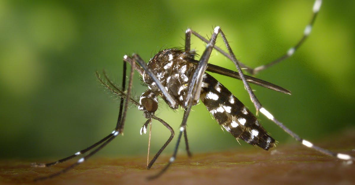 découvrez tout ce que vous devez savoir sur les piqûres d'insectes : symptômes, traitements, prévention et conseils pour soulager les démangeaisons. informez-vous pour mieux protéger votre santé et celle de vos proches.