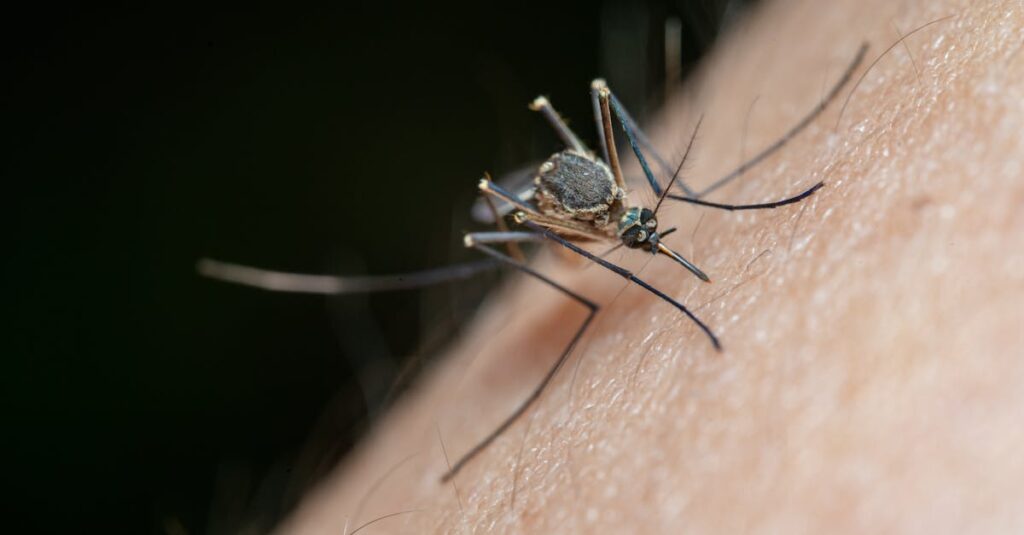 découvrez tout ce qu'il faut savoir sur les piqûres d'insectes : des informations sur les différents types de piqûres, les symptômes, les traitements et les conseils pour éviter les désagréments. protégez-vous et restez informé.