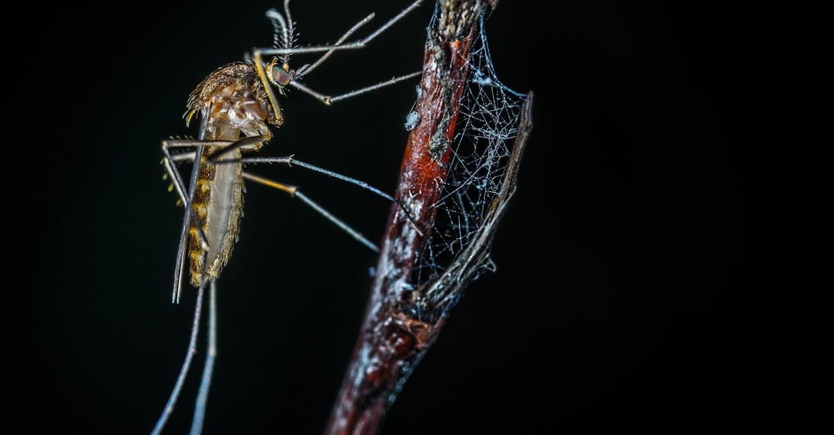 découvrez tout ce qu'il faut savoir sur les piqûres d'insectes : symptômes, traitements, prévention et conseils pour soulager la douleur. protégez-vous efficacement contre ces nuisances tout en apprenant à reconnaître les différentes espèces et leurs impacts sur votre santé.