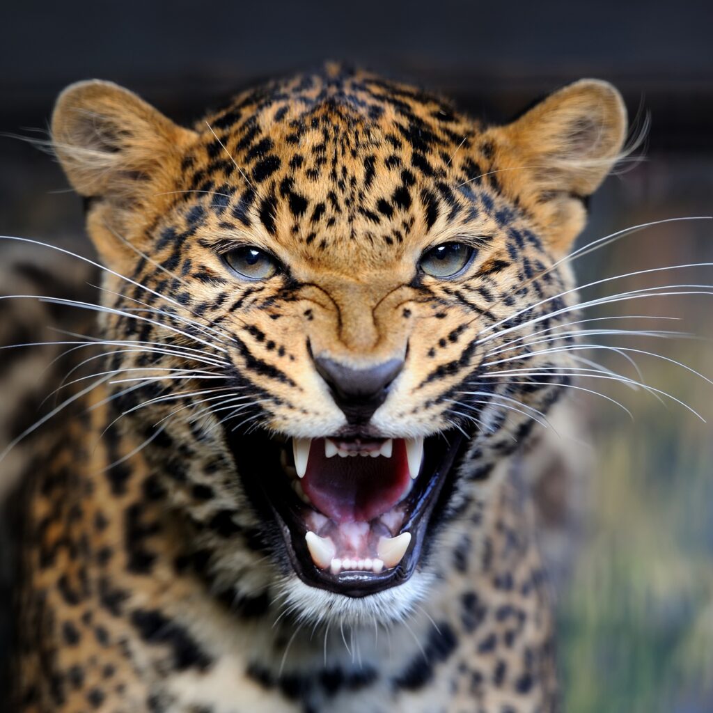 Leopard portrait in nature