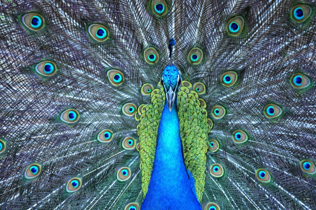 Peacock on display