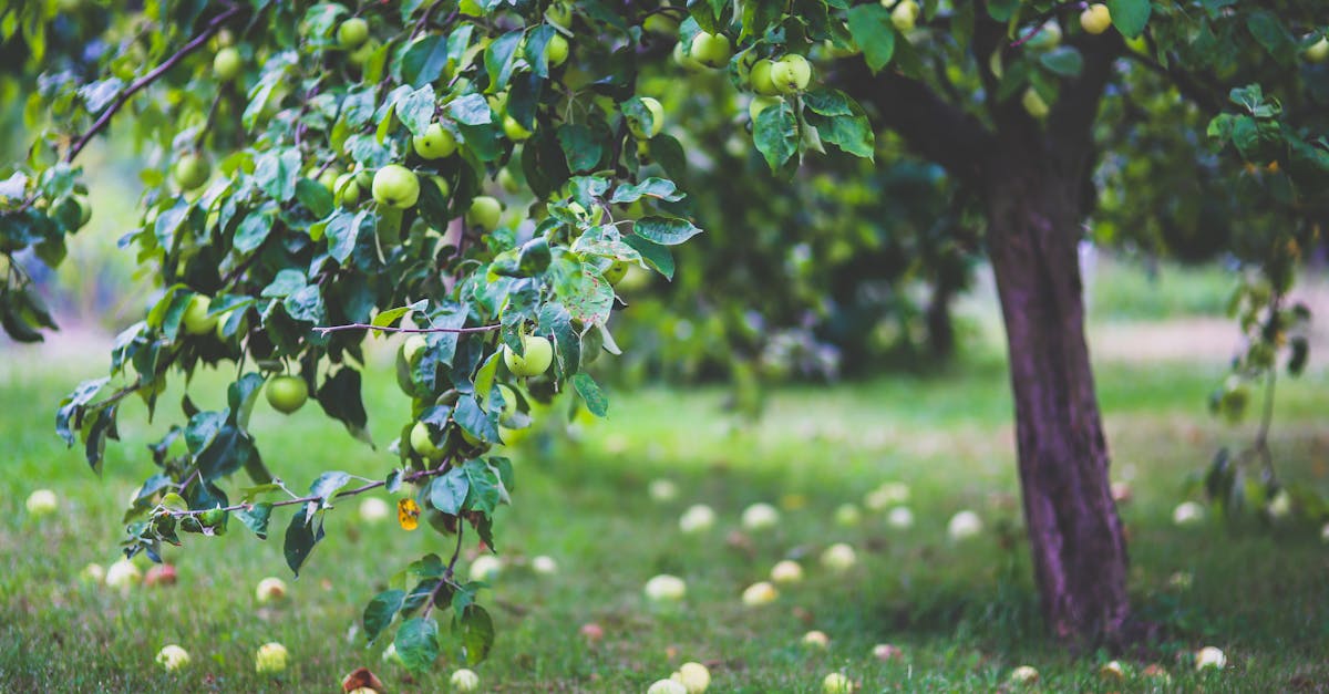 découvrez tout sur le cidre : son histoire, ses méthodes de fabrication, ses différents types et ses accords parfaits pour sublimer vos repas. conseils, dégustations et tendances autour de cette boisson pétillante et fruitée.