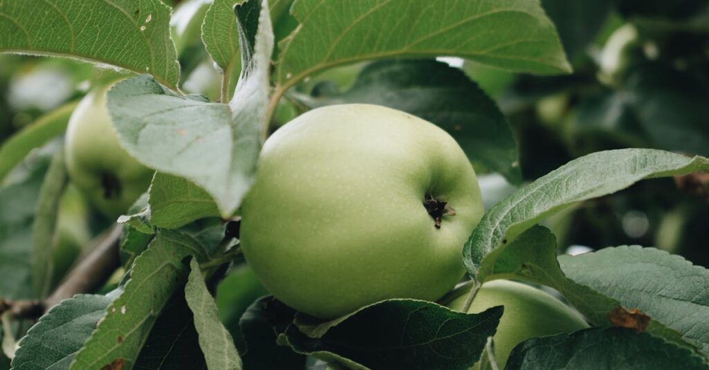 découvrez le cidre, une boisson artisanale pétillante et rafraîchissante à base de pommes. histoire, variétés, bienfaits et conseils de dégustation pour les amateurs de saveurs authentiques.