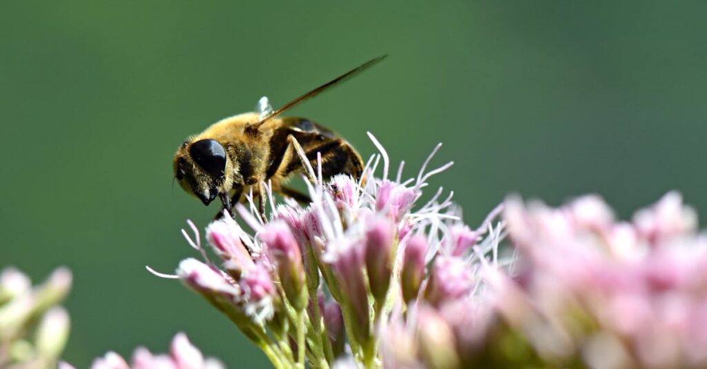 découvrez tout sur le miel artificiel : ses origines, ses dangers, et comment le distinguer du miel authentique. protégez votre santé et faites le choix éclairé pour vos achats de miel.