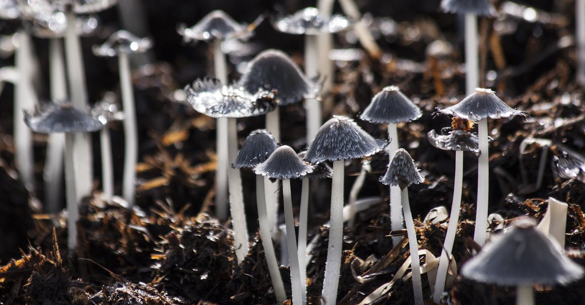 découvrez l'univers fascinant des champignons : des variétés comestibles aux plus intrigantes. apprenez à les identifier, explorez leurs bienfaits nutritionnels et laissez-vous émerveiller par leur rôle écologique dans la nature.