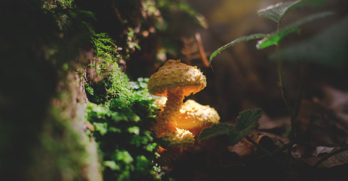 découvrez l'univers fascinant des champignons : variétés diverses, bienfaits nutritionnels, recettes savoureuses et conseils de culture. plongez dans le monde mystérieux des champignons et apprenez comment les intégrer dans votre alimentation pour une santé optimale.